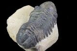 Bargain, Reedops Trilobite - Atchana, Morocco #67049-5